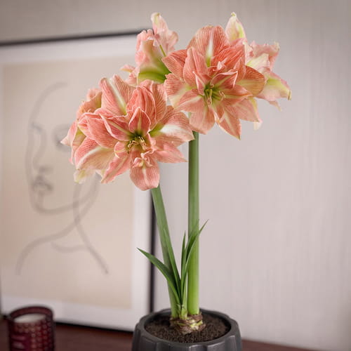 Amaryllis (Hippeastrum) Sweet Amadeus - for Sale Amaryllis (Hippeastrum) Sweet Amadeus
