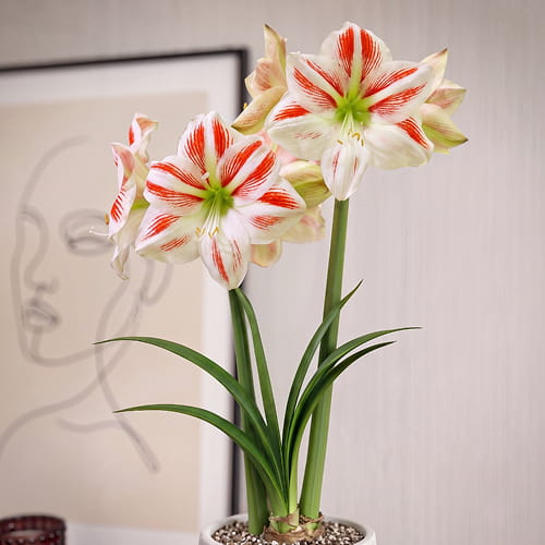 Amaryllis (Hippeastrum) Sydney - for Sale Amaryllis (Hippeastrum) Sydney