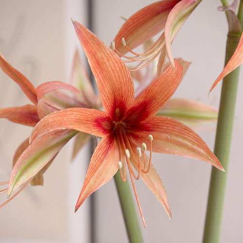 Amaryllis (Hippeastrum) Tango - for Sale Amaryllis (Hippeastrum) Tango