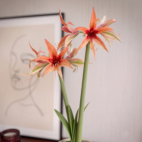 Amaryllis (Hippeastrum) Tango - for Sale Amaryllis (Hippeastrum) Tango