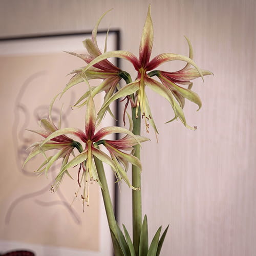 Amaryllis (Hippeastrum) Tarantula - for Sale Amaryllis (Hippeastrum) Tarantula