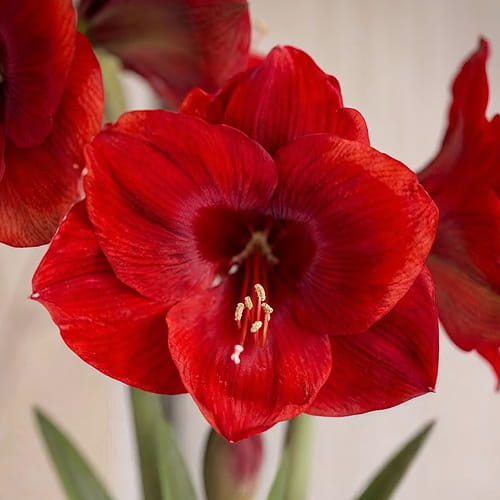 Amaryllis (Hippeastrum) Tempranillo - for Sale Amaryllis (Hippeastrum) Tempranillo