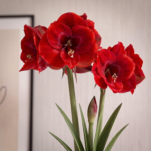 Amaryllis (Hippeastrum) Tempranillo - for Sale Amaryllis (Hippeastrum) Tempranillo