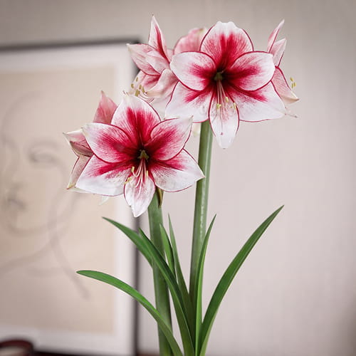 Amaryllis (Hippeastrum) Temptation - for Sale Amaryllis (Hippeastrum) Temptation