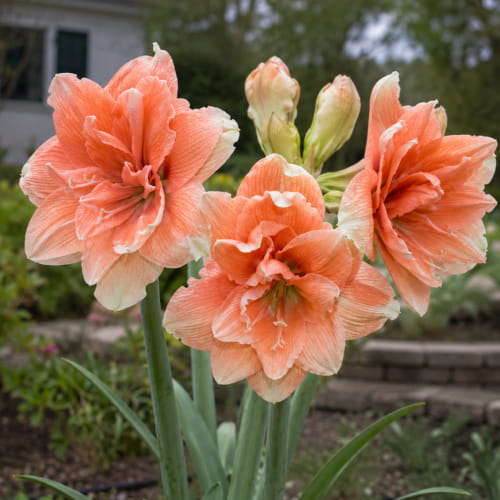 Amaryllis (Hippeastrum) Tika Coral - for Sale Amaryllis (Hippeastrum) Tika Coral