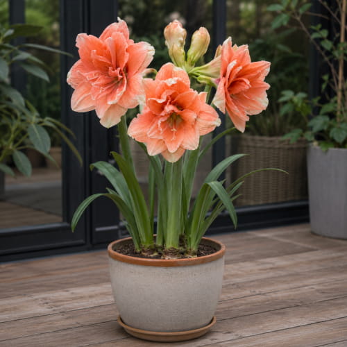 Amaryllis (Hippeastrum) Tika Coral - for Sale Amaryllis (Hippeastrum) Tika Coral