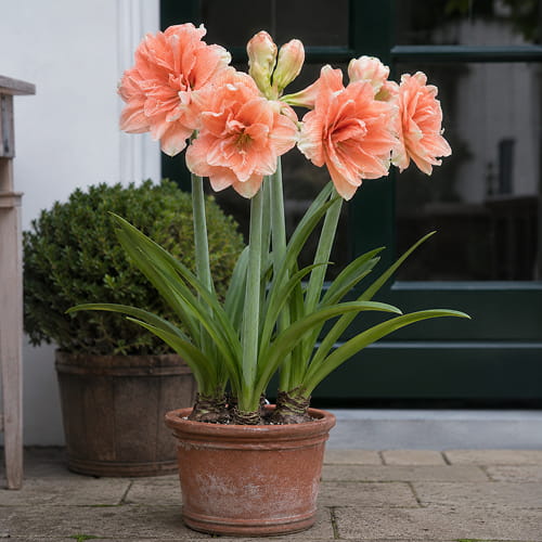 Amaryllis (Hippeastrum) Tika Coral - for Sale Amaryllis (Hippeastrum) Tika Coral