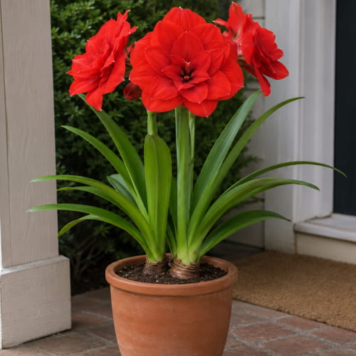 Amaryllis (Hippeastrum) Tika Imperator - for Sale Amaryllis (Hippeastrum) Tika Imperator