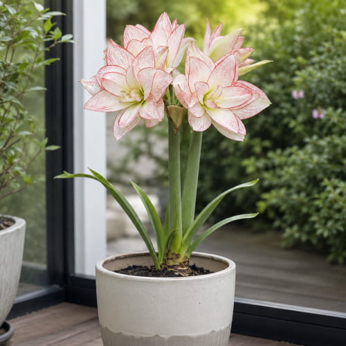 Amaryllis (Hippeastrum) Tika Star - for Sale Amaryllis (Hippeastrum) Tika Star