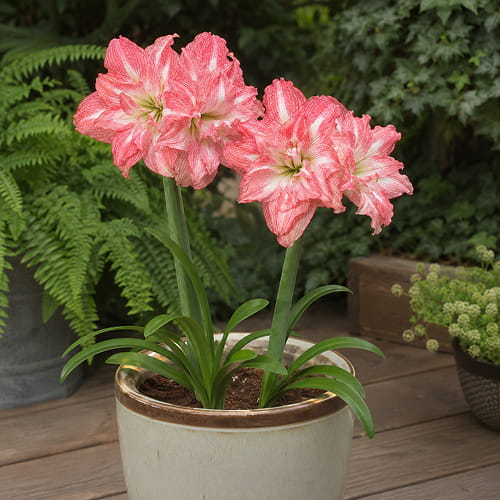 Amaryllis (Hippeastrum) Tika Sunrise - for Sale Amaryllis (Hippeastrum) Tika Sunrise