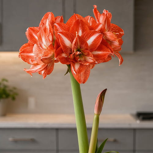 Amaryllis (Hippeastrum) Tropical Nymph - for Sale Amaryllis (Hippeastrum) Tropical Nymph