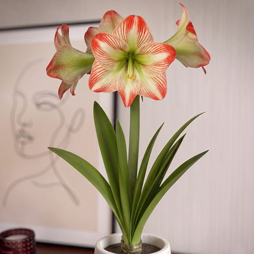 Amaryllis (Hippeastrum) Tropical Sensation - for Sale Amaryllis (Hippeastrum) Tropical Sensation