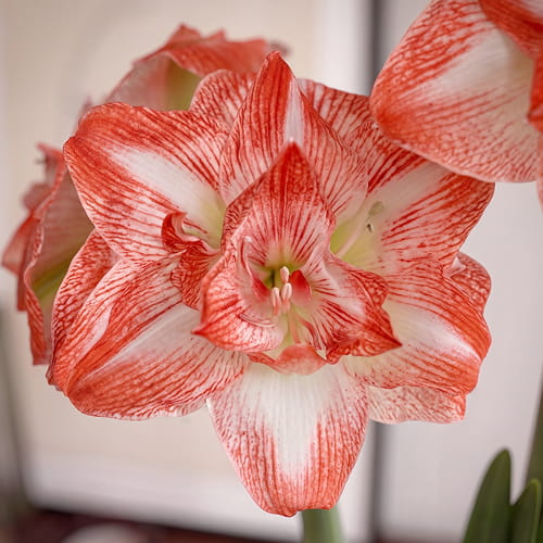 Amaryllis (Hippeastrum) United Glory - for Sale Amaryllis (Hippeastrum) United Glory