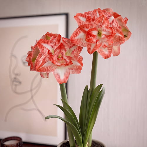 Amaryllis (Hippeastrum) United Glory - for Sale Amaryllis (Hippeastrum) United Glory