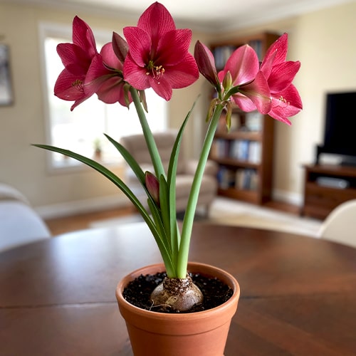 Amaryllis (Hippeastrum) Verdi - for Sale Amaryllis (Hippeastrum) Verdi