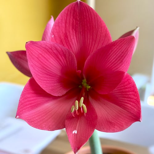 Amaryllis (Hippeastrum) Verdi - for Sale Amaryllis (Hippeastrum) Verdi