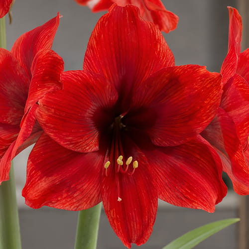 Amaryllis (Hippeastrum) Vesuvius - for Sale Amaryllis (Hippeastrum) Vesuvius