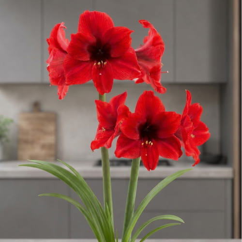 Amaryllis (Hippeastrum) Vesuvius - for Sale Amaryllis (Hippeastrum) Vesuvius