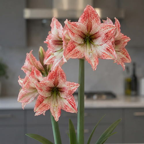 Amaryllis (Hippeastrum) Vincent - for Sale Amaryllis (Hippeastrum) Vincent