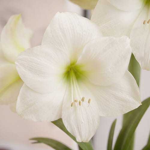Amaryllis (Hippeastrum) Wedding Dance - for Sale Amaryllis (Hippeastrum) Wedding Dance