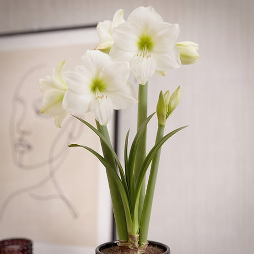 Amaryllis (Hippeastrum) Wedding Dance - for Sale Amaryllis (Hippeastrum) Wedding Dance