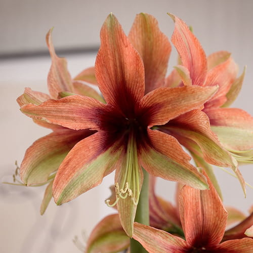 Amaryllis (Hippeastrum) Wild Amazone - for Sale Amaryllis (Hippeastrum) Wild Amazone