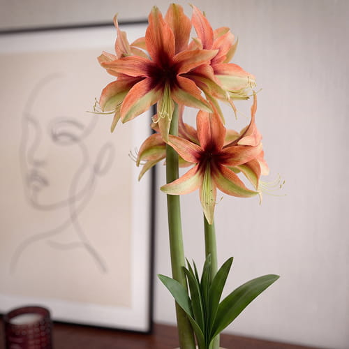 Amaryllis (Hippeastrum) Wild Amazone - for Sale Amaryllis (Hippeastrum) Wild Amazone