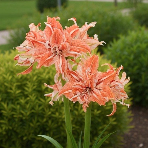 Amaryllis (Hippeastrum) Wild Dance - for Sale Amaryllis (Hippeastrum) Wild Dance
