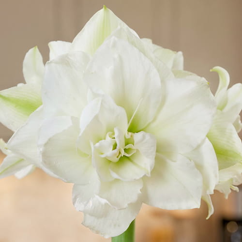 Amaryllis (Hippeastrum) Wimbledon (Lismar) - for Sale Amaryllis (Hippeastrum) Wimbledon (Lismar)