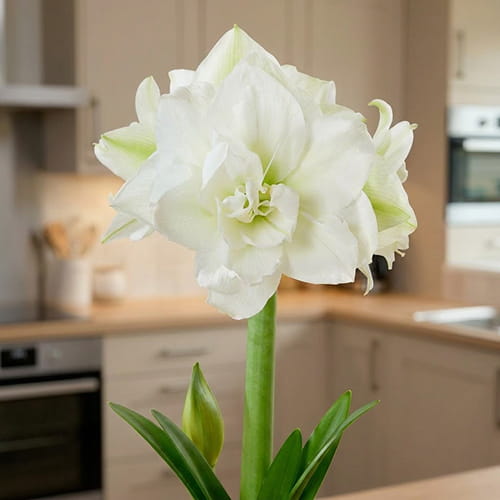 Amaryllis (Hippeastrum) Wimbledon (Lismar) - for Sale Amaryllis (Hippeastrum) Wimbledon (Lismar)