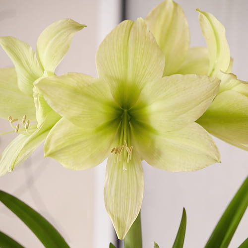 Amaryllis (Hippeastrum) Yellow Star - for Sale Amaryllis (Hippeastrum) Yellow Star