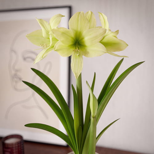 Amaryllis (Hippeastrum) Yellow Star - for Sale Amaryllis (Hippeastrum) Yellow Star