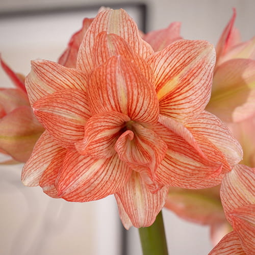 Amaryllis (Hippeastrum) Zombie - for Sale Amaryllis (Hippeastrum) Zombie