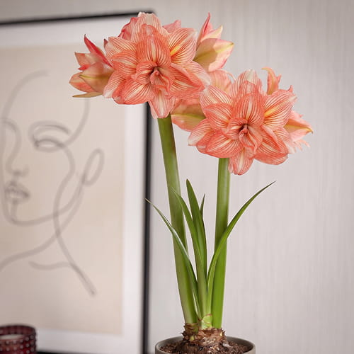 Amaryllis (Hippeastrum) Zombie - for Sale Amaryllis (Hippeastrum) Zombie