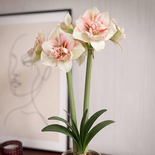 Amaryllis (Hippeastrum) Irinia - for Sale Amaryllis (Hippeastrum) Irinia