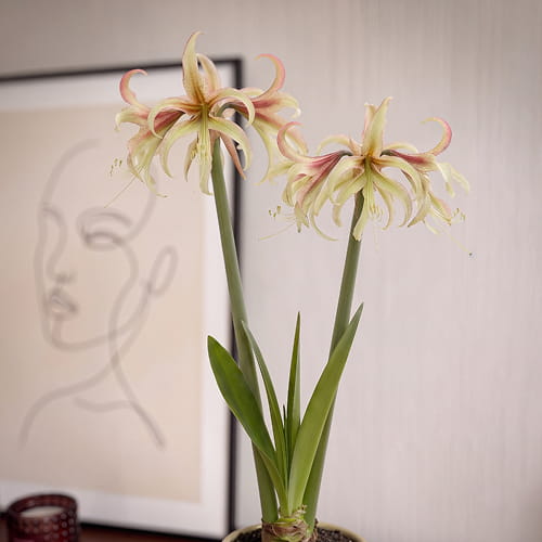 Amaryllis (Hippeastrum) Juniper - for Sale Amaryllis (Hippeastrum) Juniper