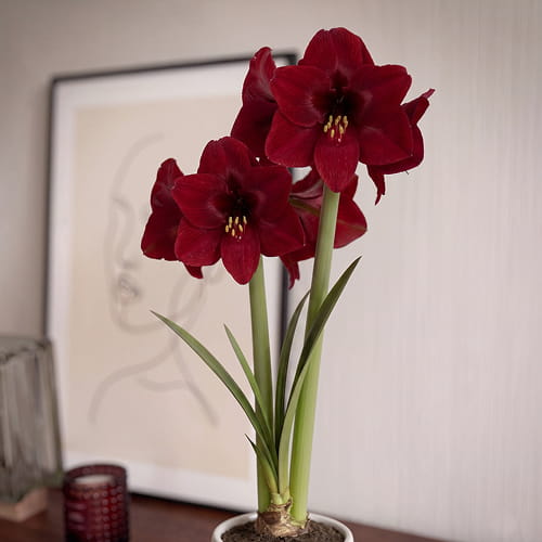Amaryllis (Hippeastrum) Karoo - for Sale Amaryllis (Hippeastrum) Karoo