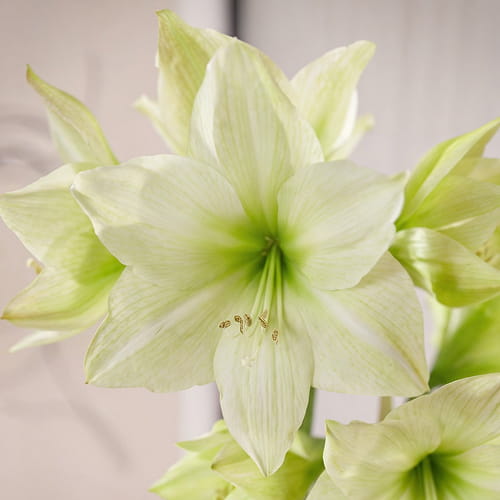 Amaryllis (Hippeastrum) Lemon Grandise - for Sale Amaryllis (Hippeastrum) Lemon Grandise
