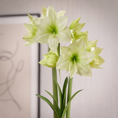 Amaryllis (Hippeastrum) Lemon Grandise - for Sale Amaryllis (Hippeastrum) Lemon Grandise