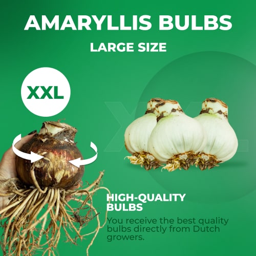 Amaryllis (Hippeastrum) Candy Star - for Sale Amaryllis (Hippeastrum) Candy Star