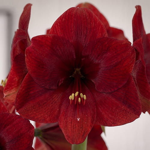 Amaryllis (Hippeastrum) Miracle - for Sale Amaryllis (Hippeastrum) Miracle