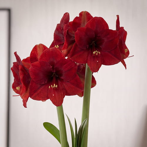 Amaryllis (Hippeastrum) Miracle - for Sale Amaryllis (Hippeastrum) Miracle