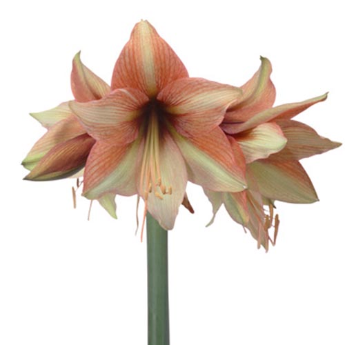 Amaryllis (Hippeastrum) Mocca - for Sale Amaryllis (Hippeastrum) Mocca