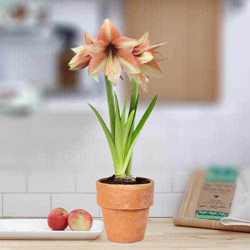 Amaryllis (Hippeastrum) Mocca - for Sale Amaryllis (Hippeastrum) Mocca