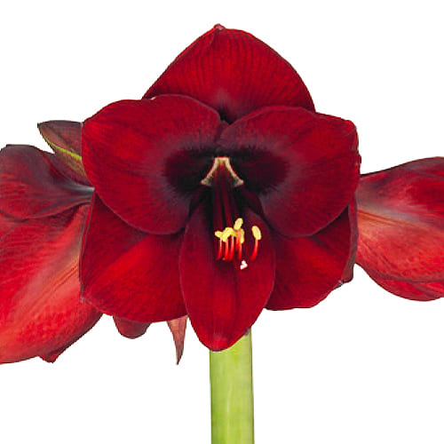 Amaryllis (Hippeastrum) Night Fever - for Sale Amaryllis (Hippeastrum) Night Fever