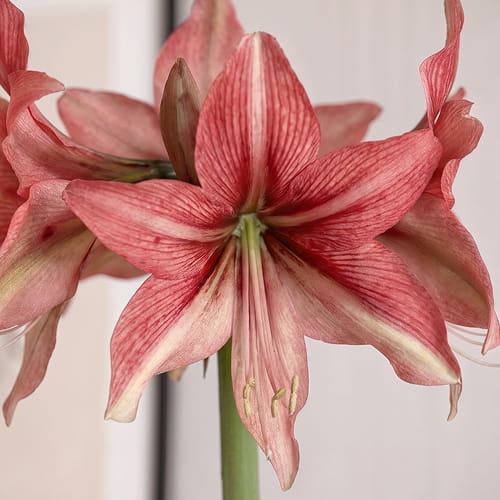 Amaryllis (Hippeastrum) Pink Amazon - for Sale Amaryllis (Hippeastrum) Pink Amazon