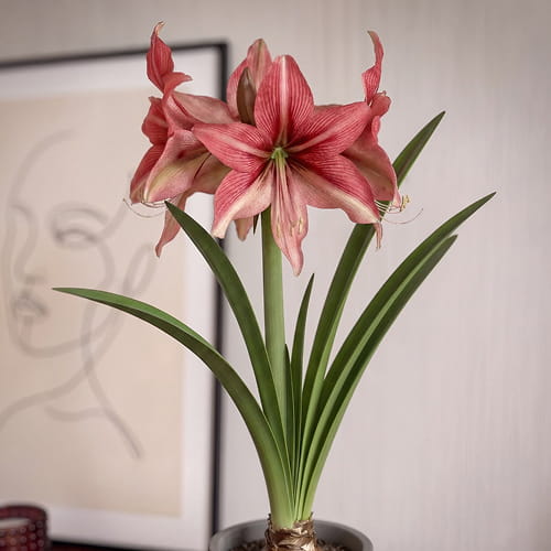 Amaryllis (Hippeastrum) Pink Amazon - for Sale Amaryllis (Hippeastrum) Pink Amazon