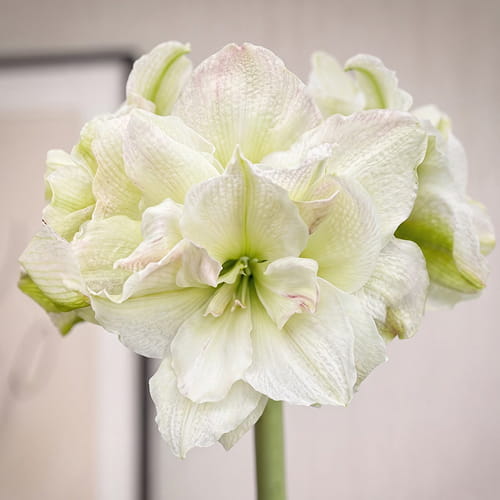 Amaryllis (Hippeastrum) Polar Belle - for Sale Amaryllis (Hippeastrum) Polar Belle