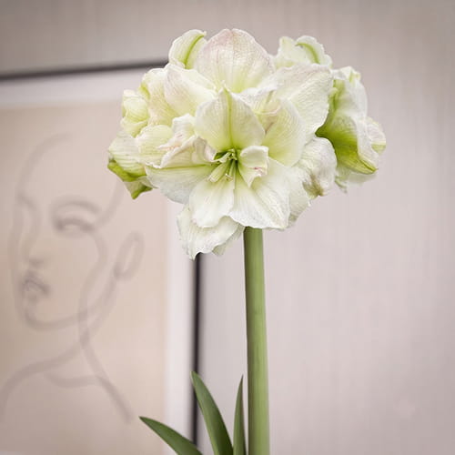 Amaryllis (Hippeastrum) Polar Belle - for Sale Amaryllis (Hippeastrum) Polar Belle