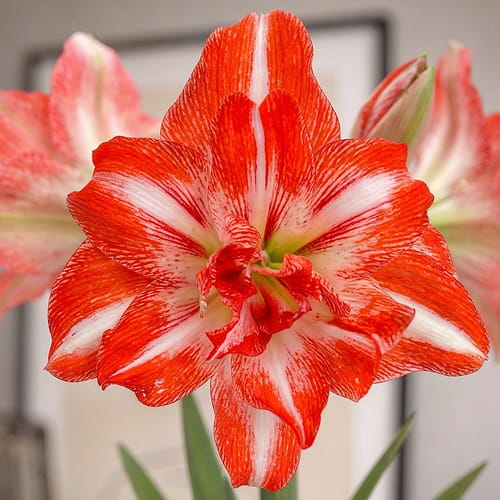 Amaryllis (Hippeastrum) Razzmatazz - for Sale Amaryllis (Hippeastrum) Razzmatazz